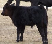paddycalves109 008.JPG