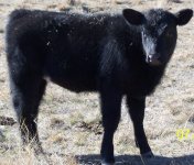 Calves122408 011.JPG