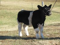 IMG_1121 small.jpg