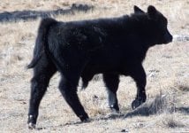 Calves122408 030.jpg
