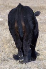 Calves122408 020.JPG