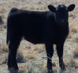 Calves122408 003.JPG