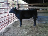 Erik's Ali Heifer.jpg