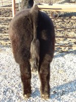Colessteer.jpg