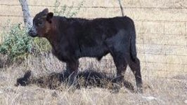 Calves122408 028.JPG