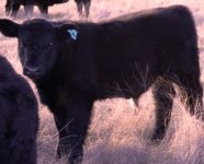 calves1408 021.JPG