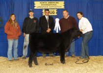NAILE Reserve Champion Fullblood Lowline Female.jpg