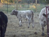 heat wave calf 2.jpg