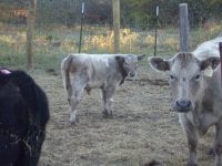 heat wave calf 4.jpg