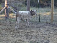 heat wave calf 5.jpg
