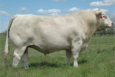 LTBluegrass4017Pld.jpg