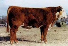 beef pic.jpg