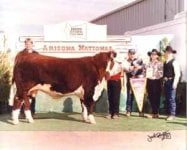 bullseye bull arizona.jpg