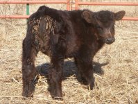 cattle 063a.jpg