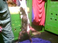 Calf- Hanging2.jpg