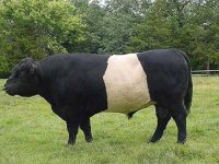 belted_galloway_pic1.jpg