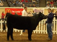 cattle 138a.jpg