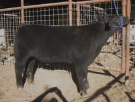 qb cattle pics 020.JPG