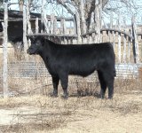 qb cattle pics 001.JPG