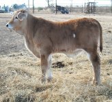 qb cattle pics 008.JPG