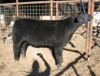 qb cattle pics 021.JPG