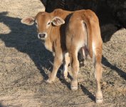 qb cattle pics 024.JPG