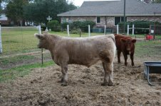 Calf%20Pics%20010[1].jpg