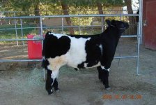 Tearahs Steers 008.jpg