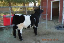 Tearahs Steers 004.jpg