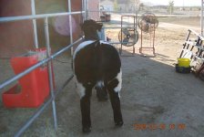 Tearahs Steers 006.jpg