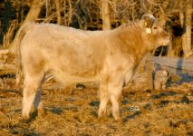 IMG_3296--SILVER GHOST---- copy.jpg