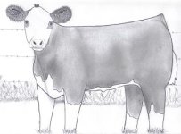 herf steer 1.JPG