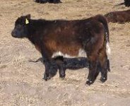 fall calves 013.jpg