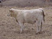 fall calves 017.jpg