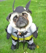 Bat Dog.png