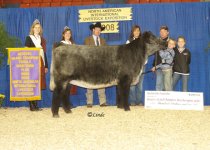 Reserve Champion Shorthorn Plus Female Open Show.jpg