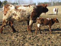 sp size cow calf.jpg