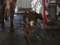 sp size calf.jpg