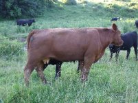 cattle 003.jpg