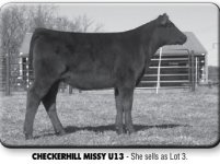 Checkerhill Missy U13.jpg