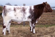 tims bull.jpg