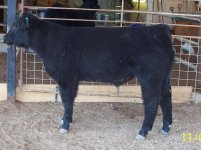 clipped calves 22609 023.JPG