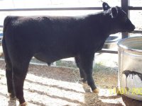 clipped calves 22609 019.JPG