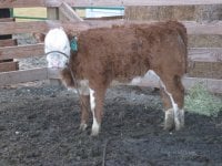 08 Heifer Calf.JPG