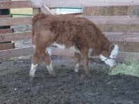 08 Heifer Calf (2).JPG