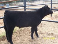 clipped calves 22609 007.JPG