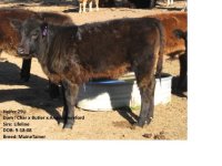 heifer 29U.JPG