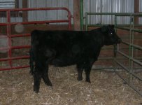 3-1-2009 Abby 001.jpg