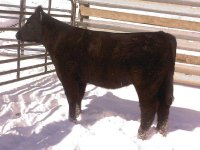 Friction Heifer #2.JPG