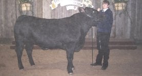 2009Stockshow2.JPG